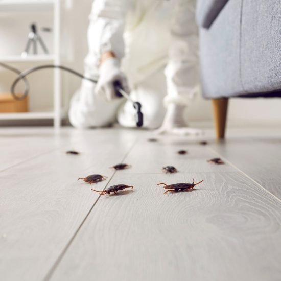 Pest control exterminating roaches inside the house. Professional exterminator in protective suit spraying insecticide from yellow sprayer bottle over cockroaches crawling on floor under sofa at home